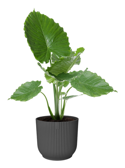 elho Vibes Fold Rund 40 – Pflanzkübel – Ø 39 × 36 cm – Recycling-Kunststoff, Schwarz