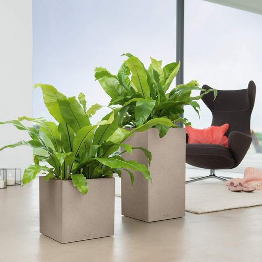 LECHUZA CANTO Stone 30 hoher Pflanzkübel – 30 × 30 × 56 cm – Kunststoff, grau