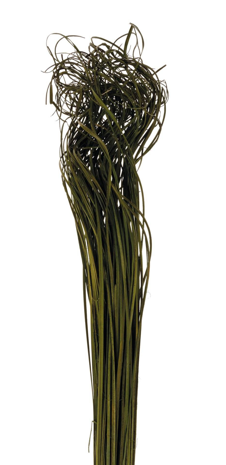 Opiflor Naturmaterialien, Rattan, Grün, 70 cm, 1 Stk., 211026