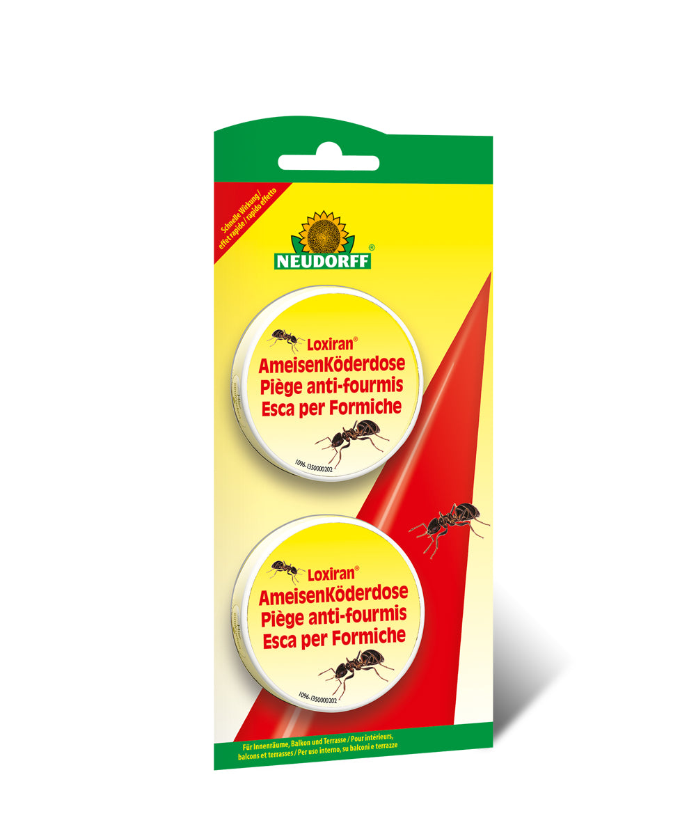 Neudorff Loxiran Insektenfalle – 11,5 × 24 cm – transparent – für Insekten – 2 Stk.