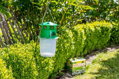 Neudorff Insektenfalle – grün – für Buchsbaumzünsler