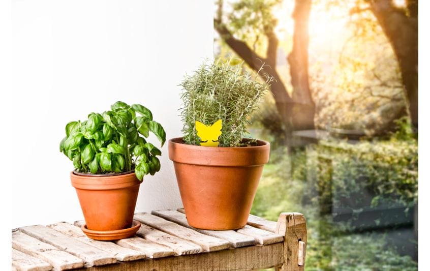Windhager Gelbfalle Insektenfalle – Gelb – Insektenfliegenpapier – Für Fluginsekten – 10 Stk.
