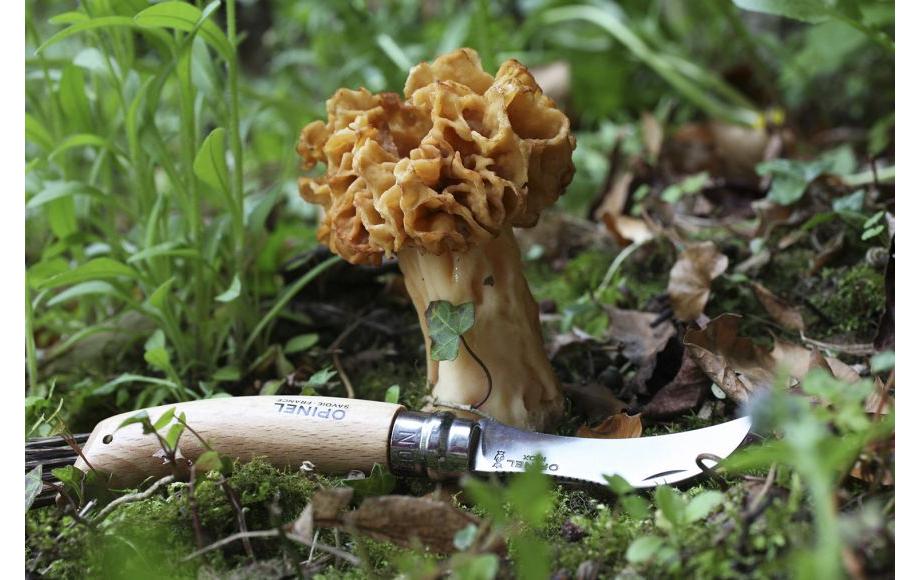 Opinel Nr. 8 – Pilzmesser 7 cm, Edelstahl, Buchenholz