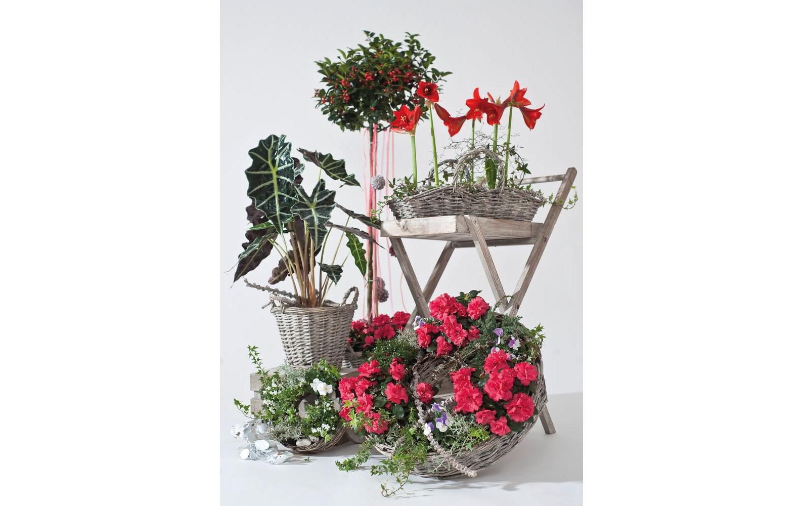 Opiflor Korb – Weide, weiss – 2-teilig – Ø 30 × 7,5 & 24 × 6 cm
