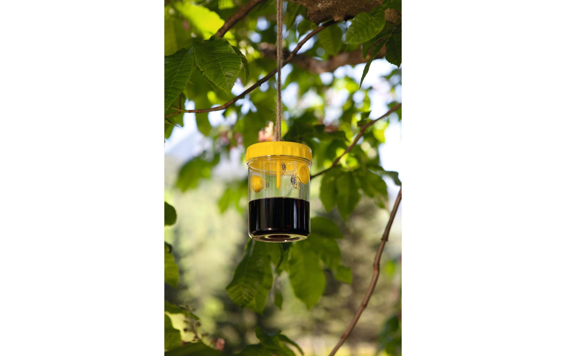 Windhager Insektenfalle – 9 × 13 cm – transparent, gelb – für Wespen – 2 Stk.