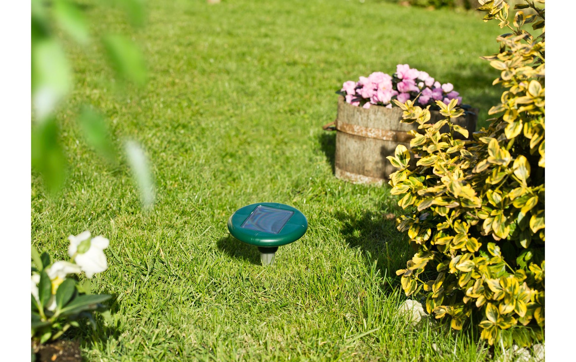 Windhager Tiervertreiber – 5,6 × 39,5 cm – grün – für Mäuse, Maulwurf