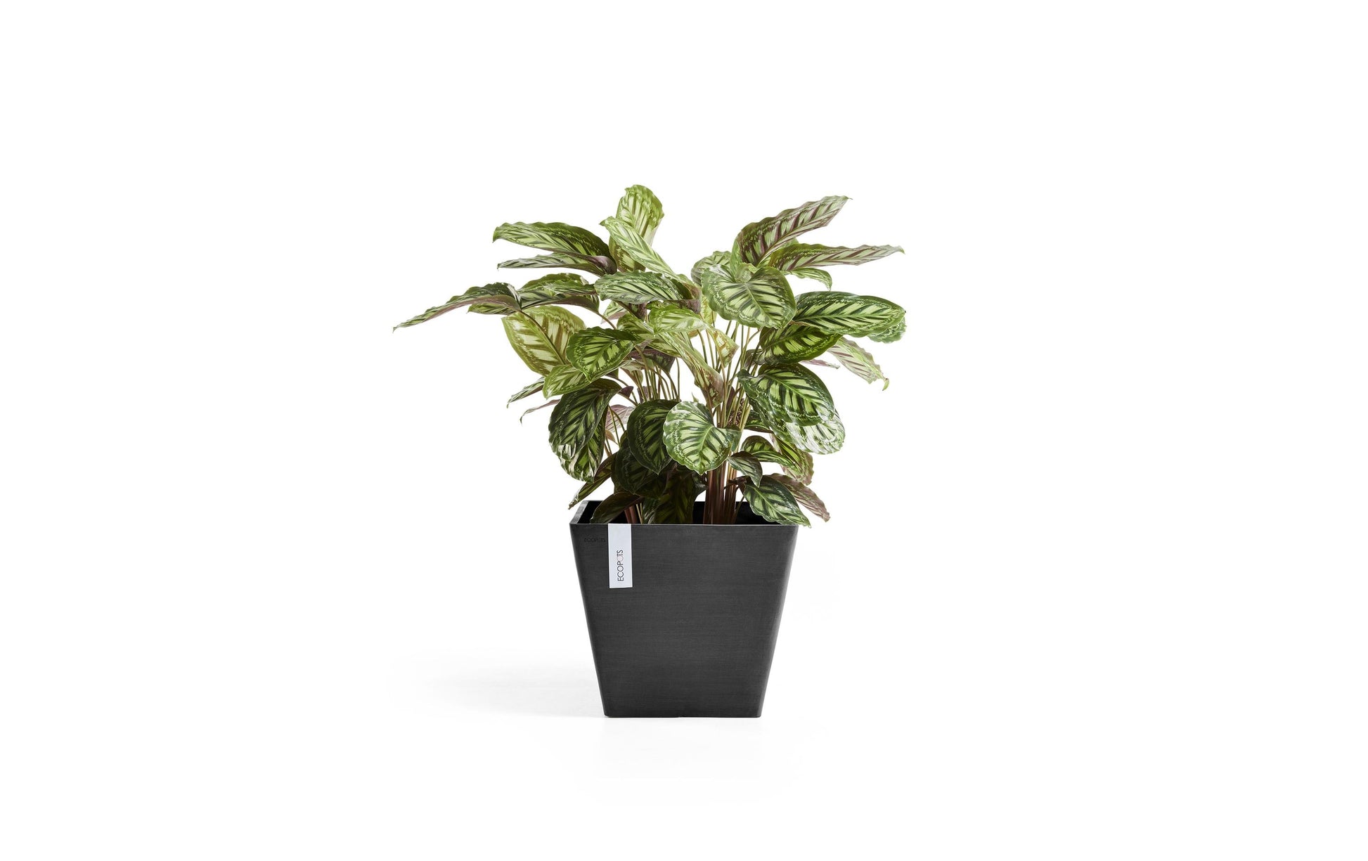 Permapack Ecopots Topfpflanzer – 75 l, 50 × 44 × 50 cm – Recycling-Kunststoff, Dunkelgrau