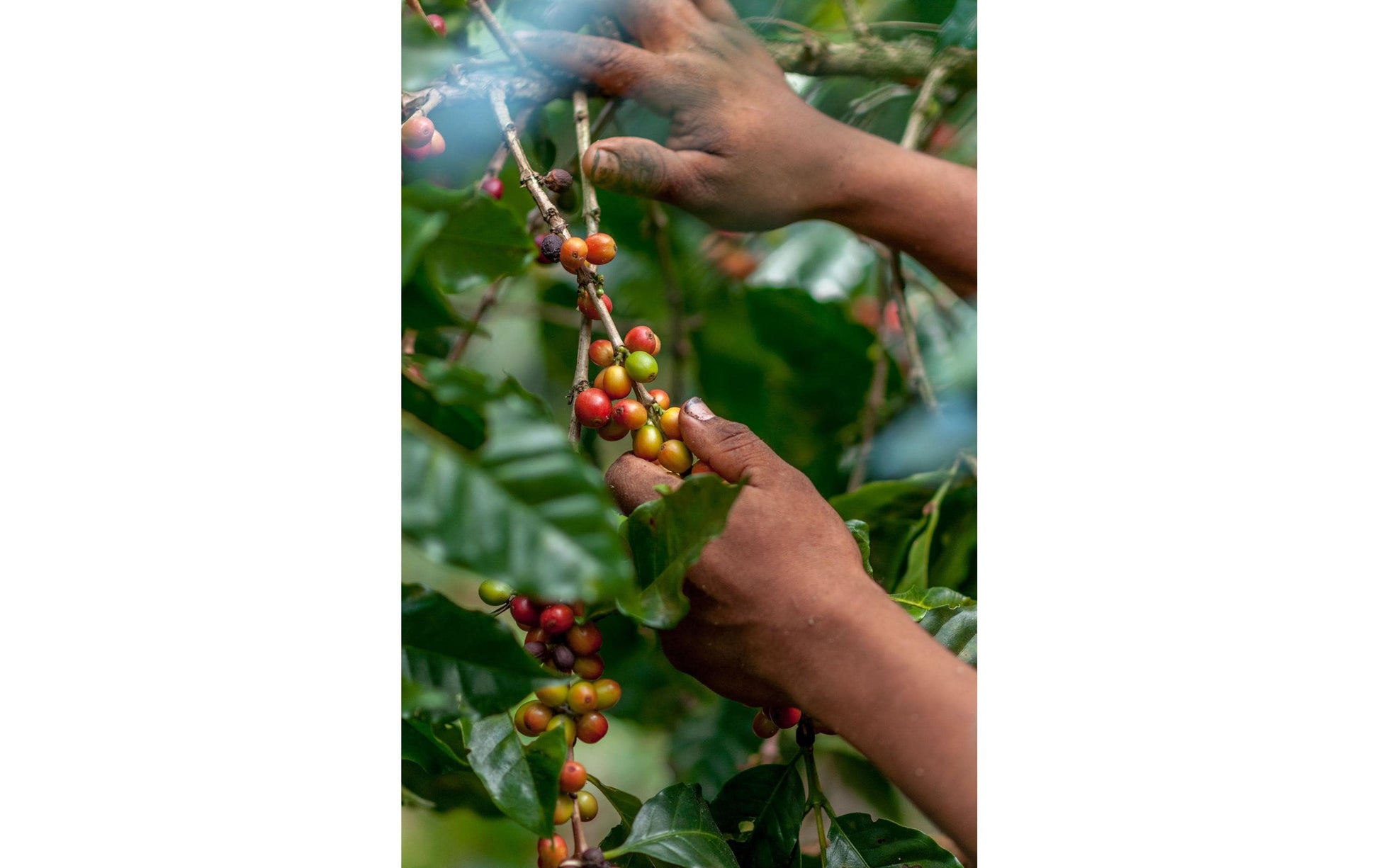 Onesto Kaffeebohnen – Espresso, Bio, Arabica/Robusta, 1 kg