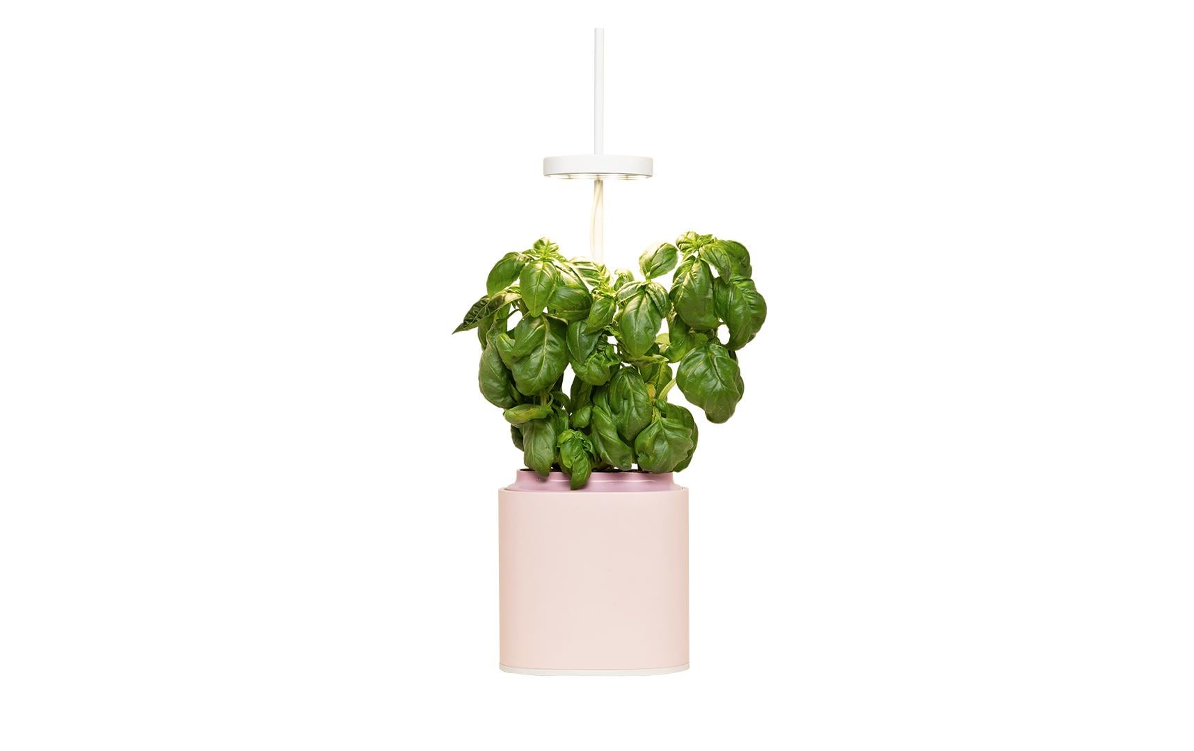 Prêt à Pousser Indoor Kräutergarten Nano – 7,6 l, integrierte Beleuchtung – rosa