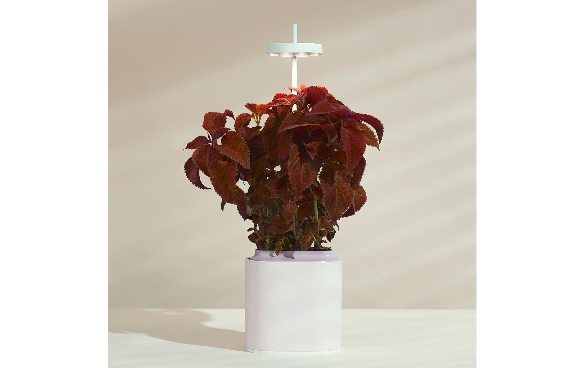 Prêt à Pousser Indoor Kräutergarten Nano – 7,6 l, integrierte Beleuchtung – rosa