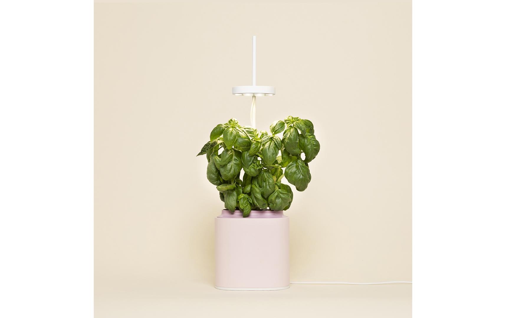 Prêt à Pousser Indoor Kräutergarten Nano – 7,6 l, integrierte Beleuchtung – rosa