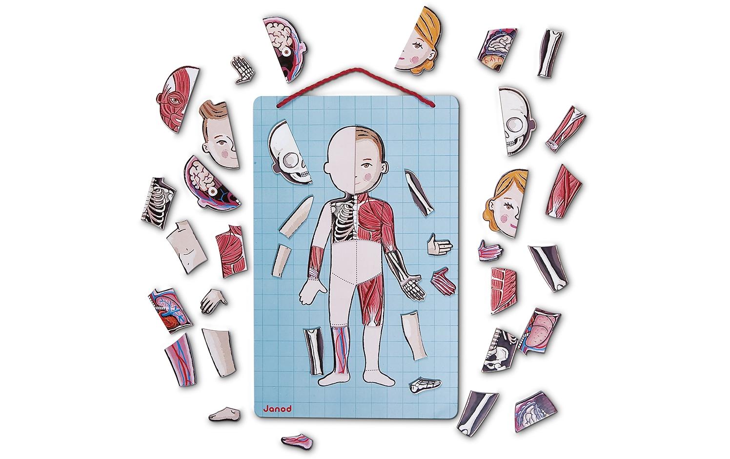 JANOD Magnet-Set – Körper, 99 Teile, 7–12 Jahre
