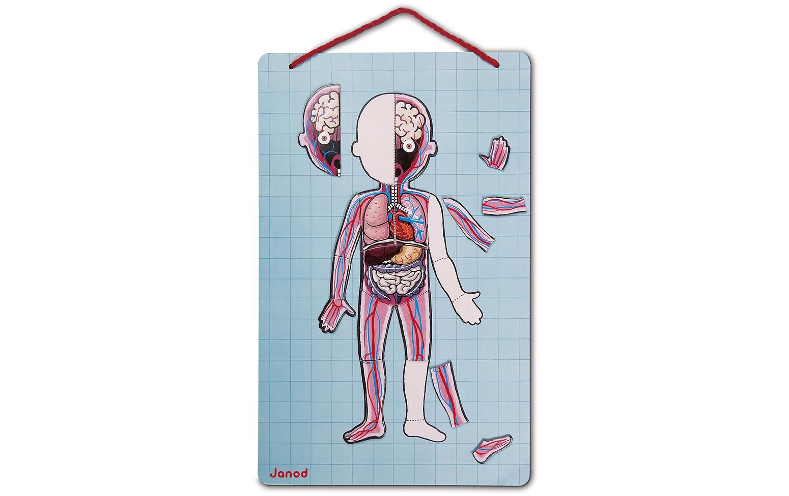 JANOD Magnet-Set – Körper, 99 Teile, 7–12 Jahre