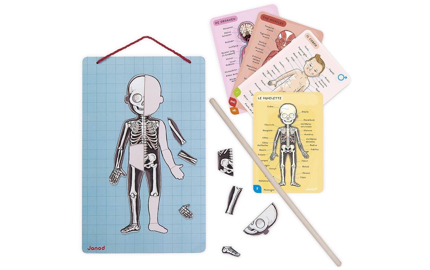 JANOD Magnet-Set – Körper, 99 Teile, 7–12 Jahre
