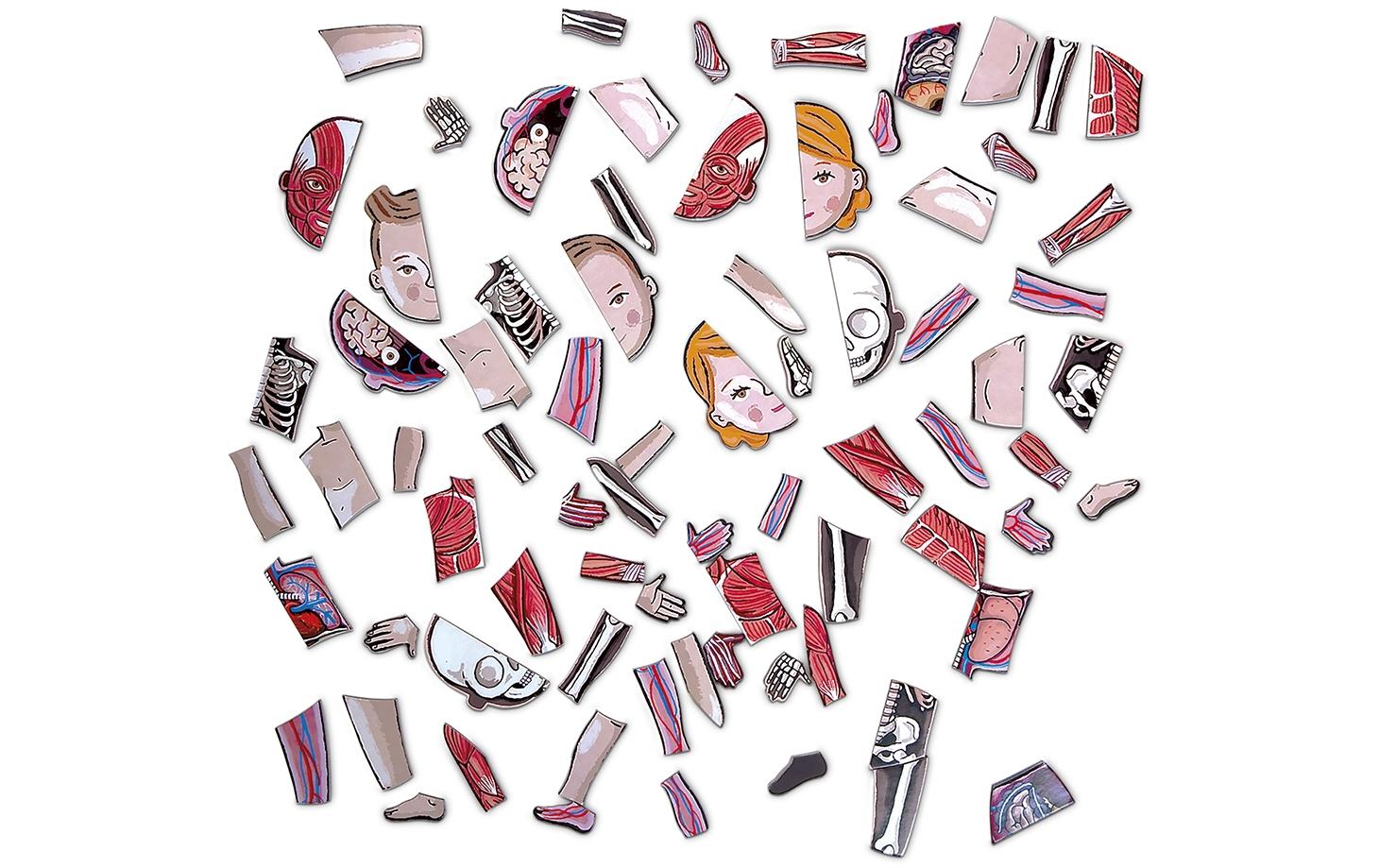 JANOD Magnet-Set – Körper, 99 Teile, 7–12 Jahre