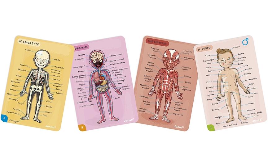 JANOD Magnet-Set – Körper, 99 Teile, 7–12 Jahre