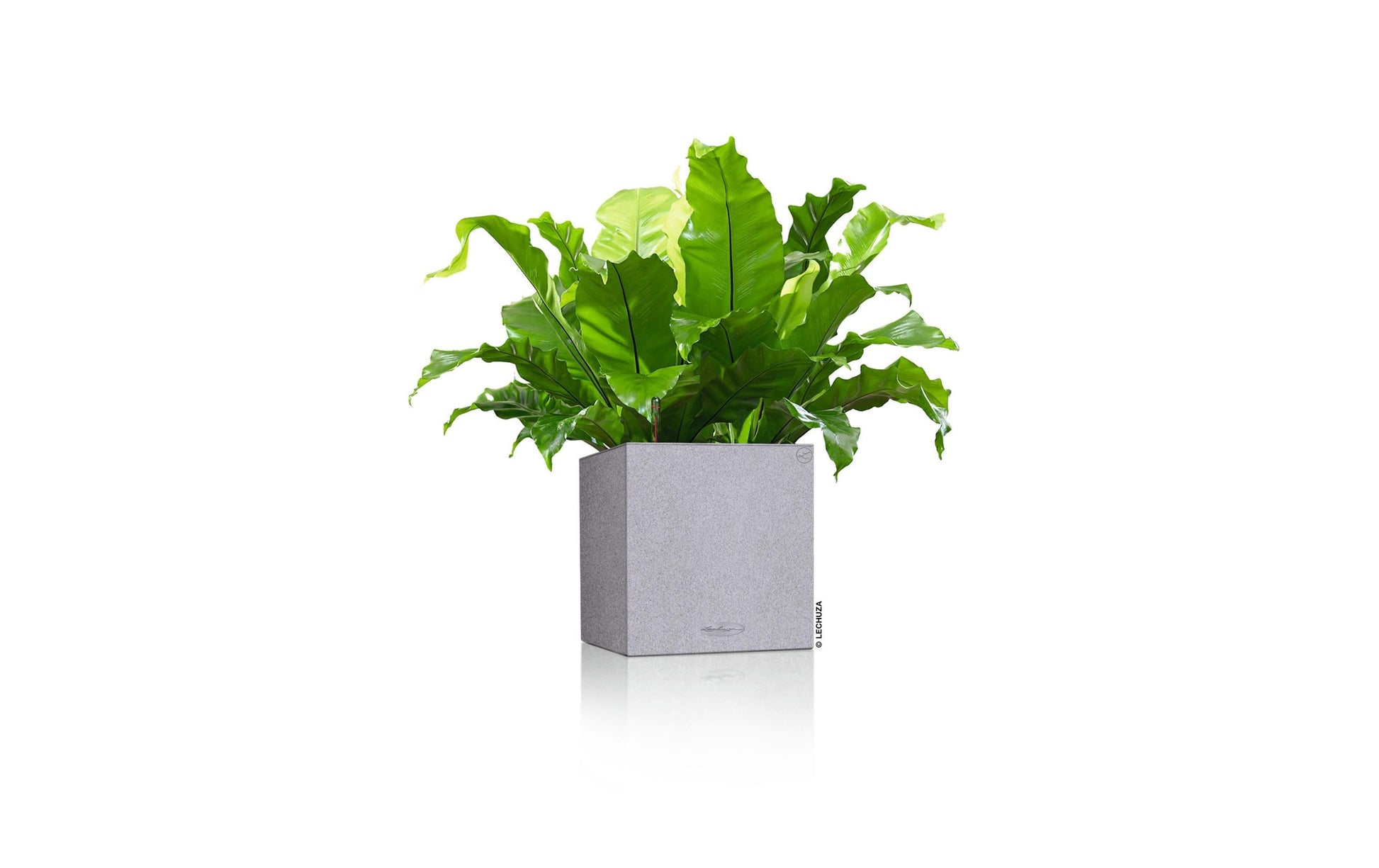 LECHUZA CANTO Stone Topfpflanzer – 14 × 14 × 14 cm – Kunststoff, grau