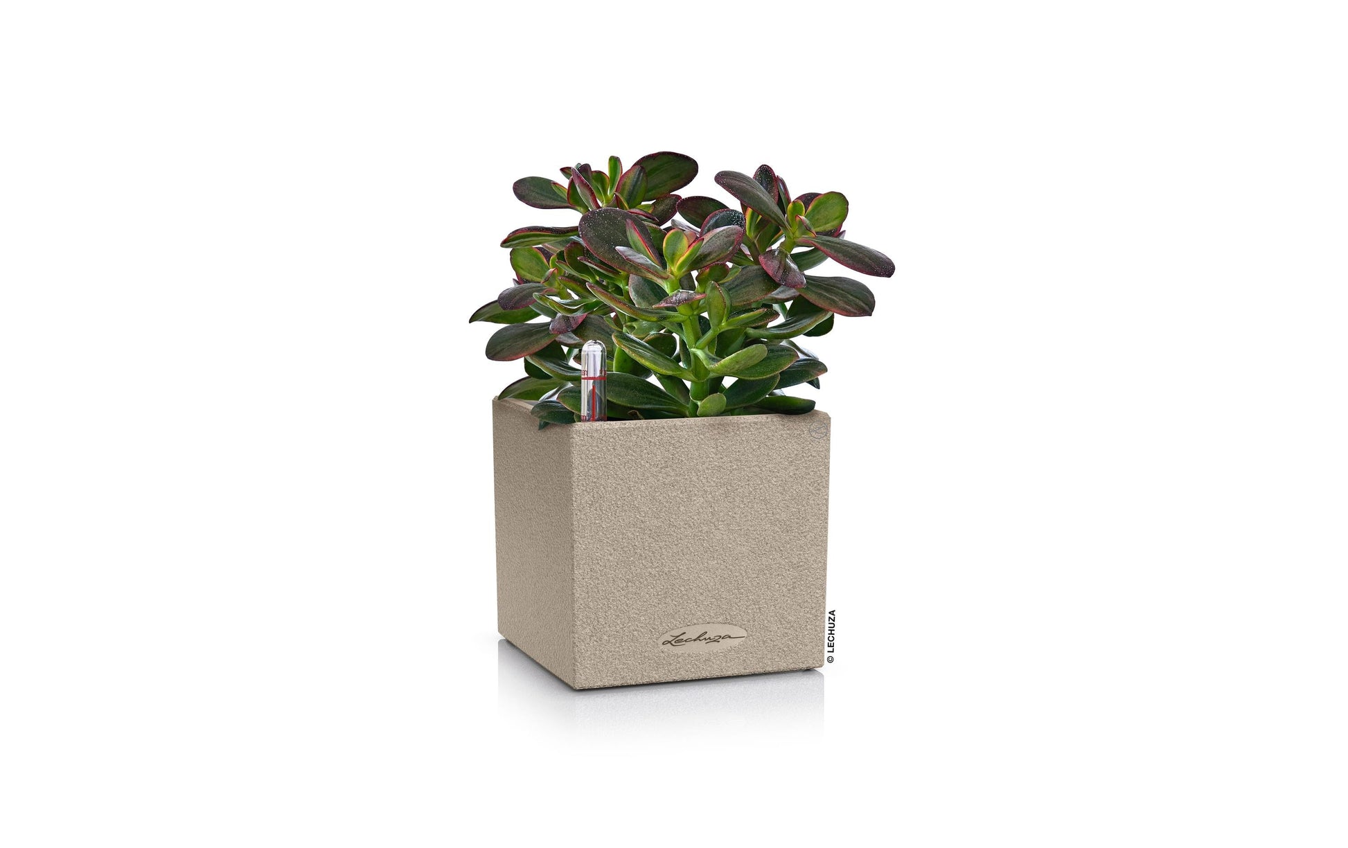 LECHUZA CANTO Stone Topfpflanzer – 14 × 14 × 14 cm, 700 ml – Polypropylen (PP), beige