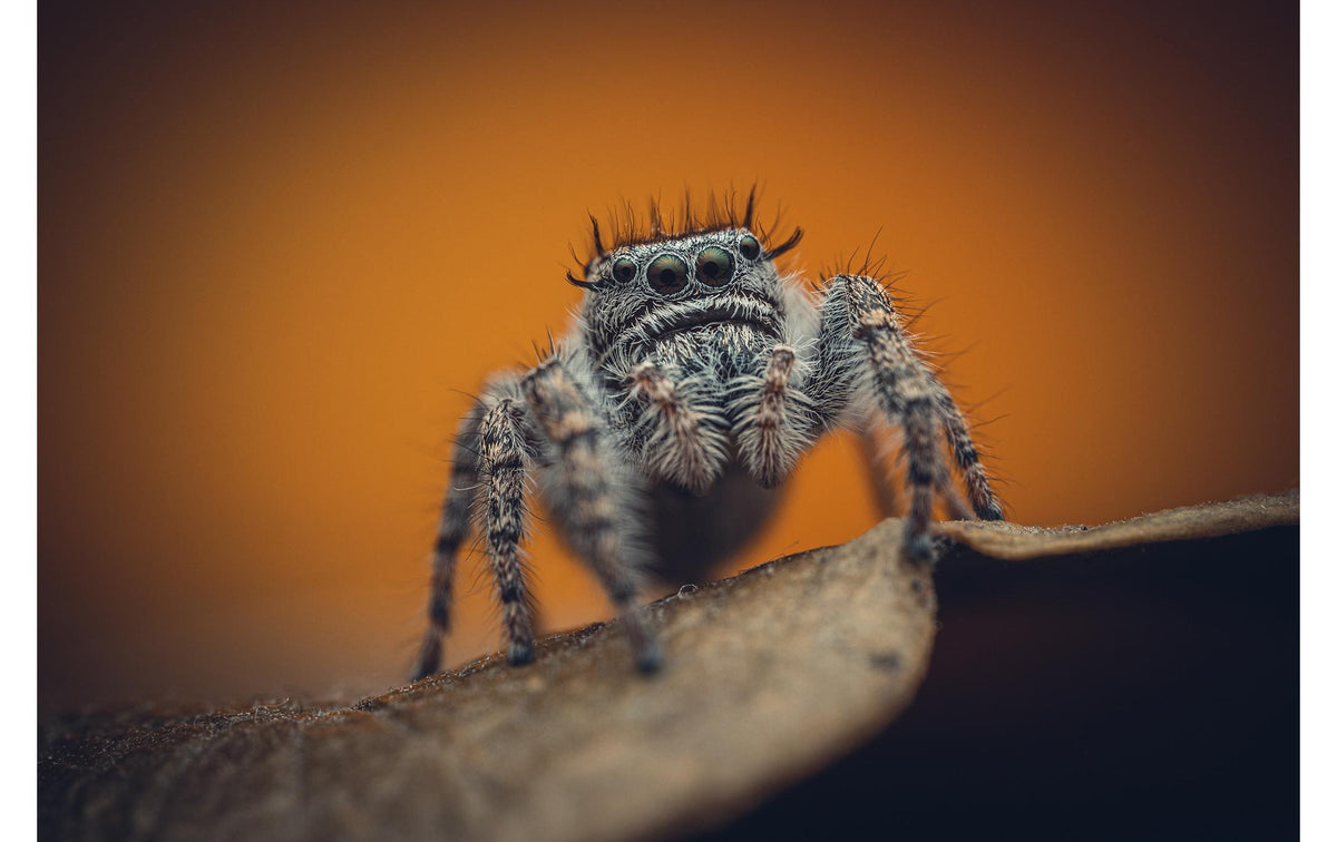 Laowa 85mm f/5.6 2× Ultra Macro APO Makro-Objektiv – für Sony (FE)