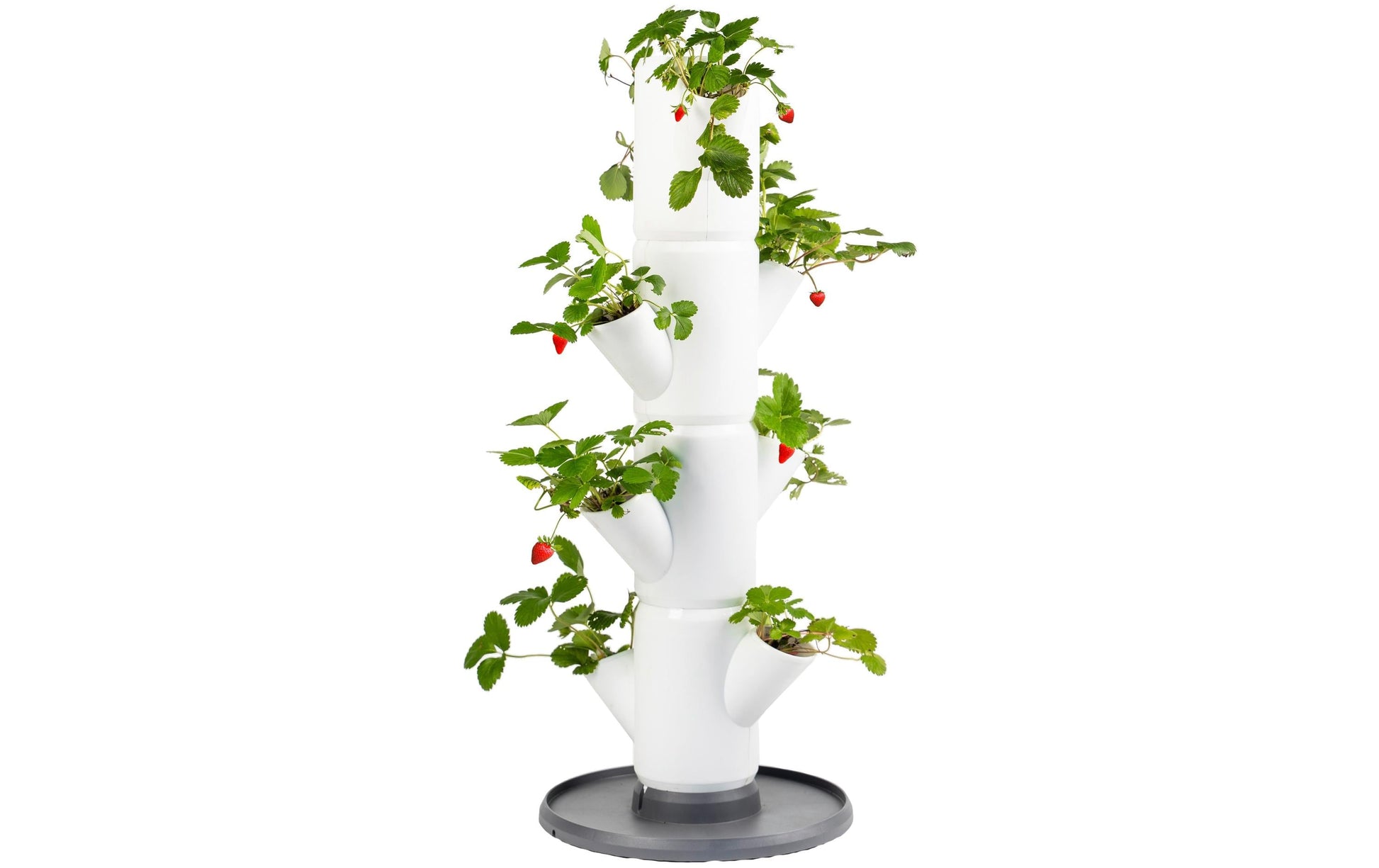 Gusta Garden SISSI STRAWBERRY Aufzuchttopf – Ø 27 × 77 cm – Kunststoff, weiss
