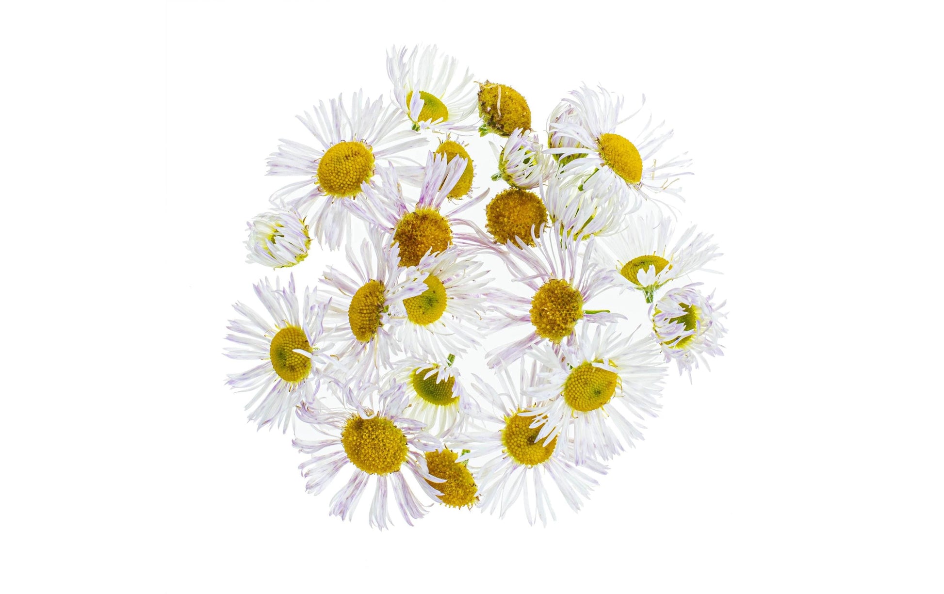 GLOREX Kamillenblüten, Gelb