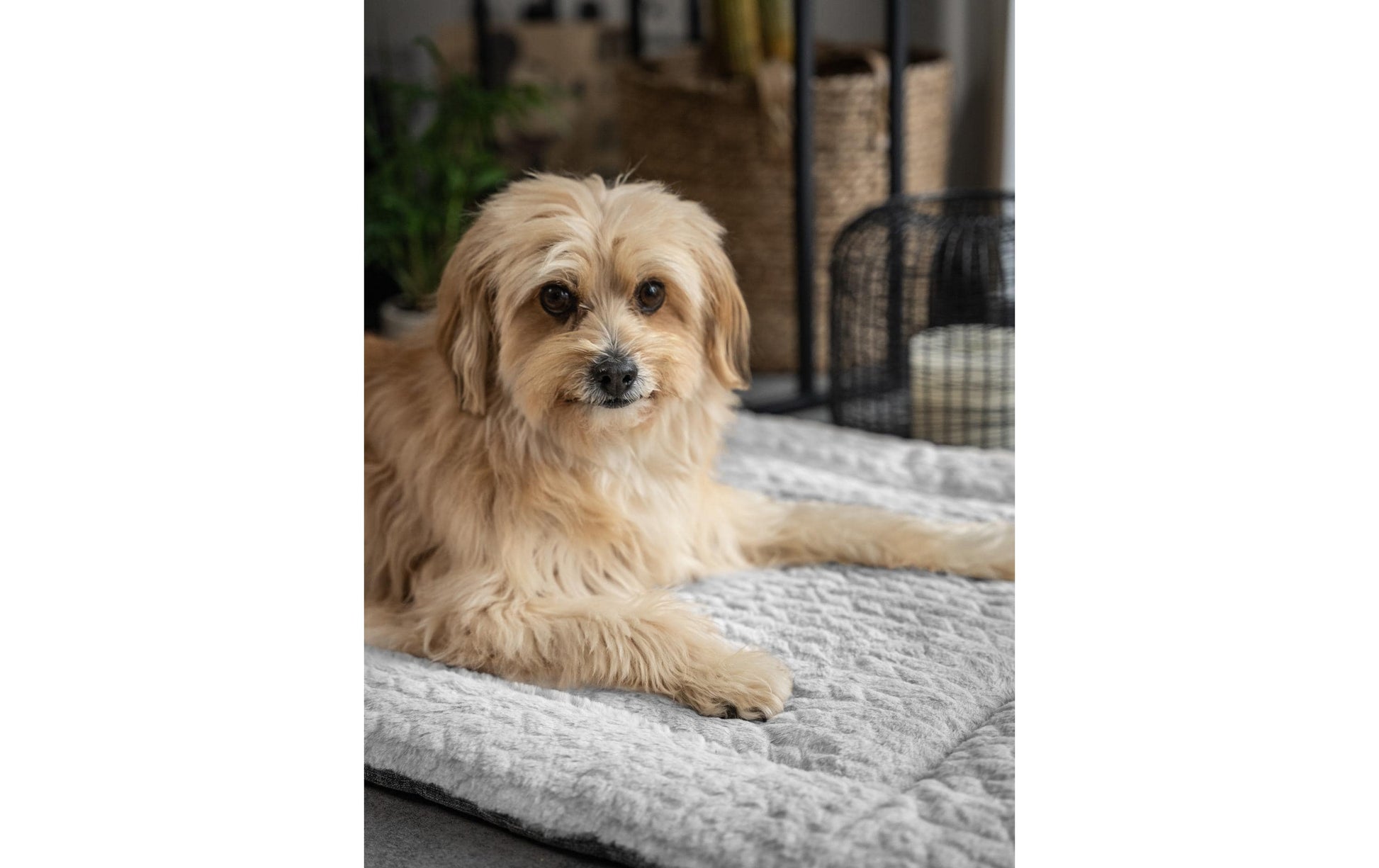 TrendPet Wohndecke – Hellgrau – 55 × 75 cm