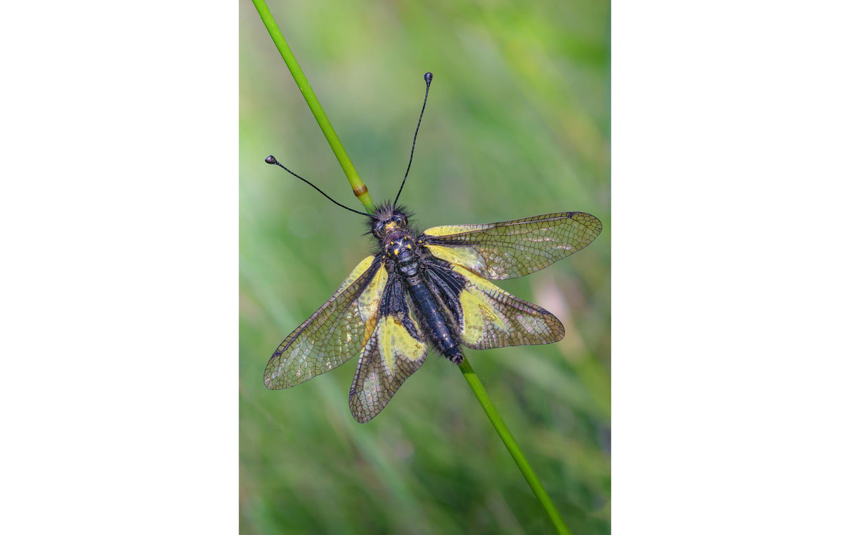 Laowa 90 mm f/2.8 2× Ultra Macro APO Objektiv – 2:1 Makro, 67 mm Filter – für Nikon Z