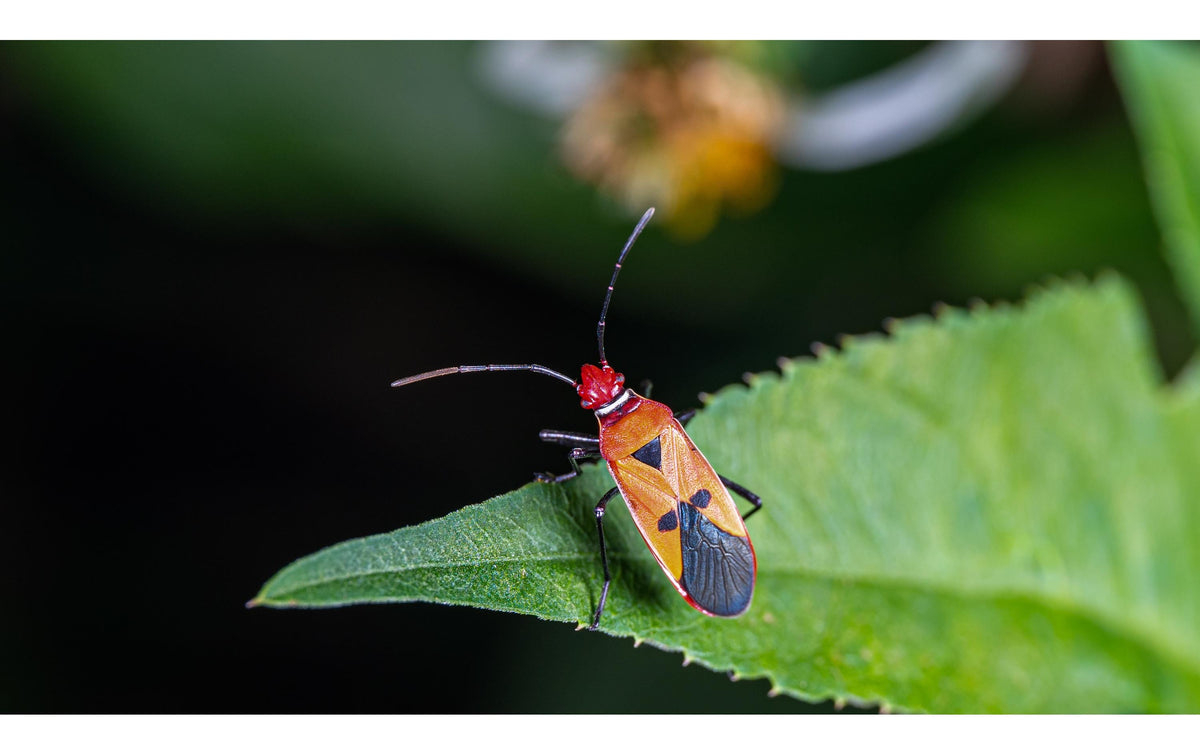 Laowa 90 mm f/2.8 2× Ultra Macro APO Objektiv – 2:1 Makro, 67 mm Filter – für Nikon Z