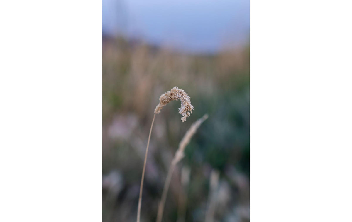 Tokina atx-m 56mm f/1.4 Plus – Objektiv – Sony E-Mount