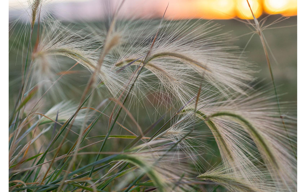 Tokina atx-m 56mm f/1.4 Plus – Objektiv – Sony E-Mount