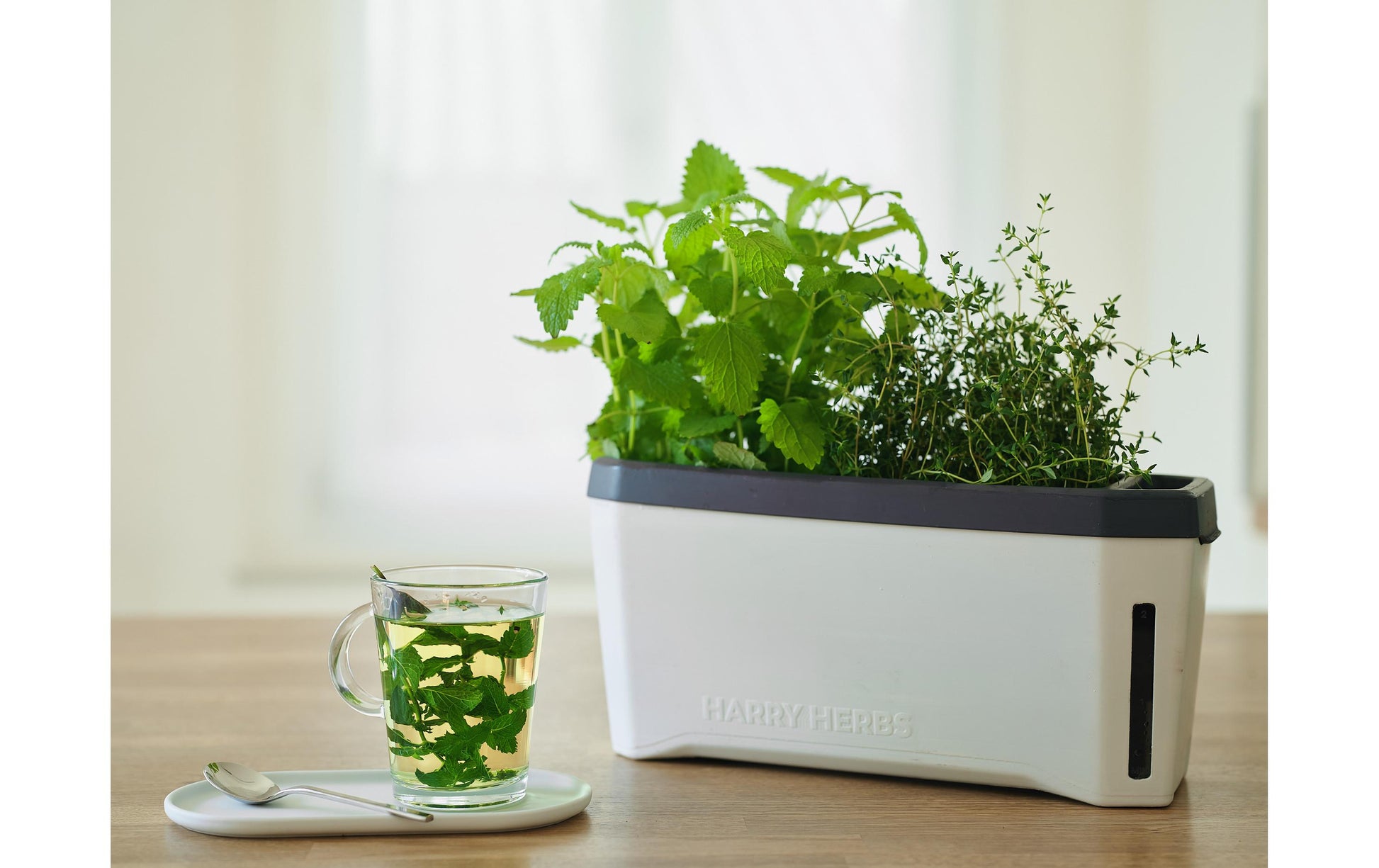 Gusta Garden HARRY HERBS Kräutertopf – 35,8 × 25 × 15 cm – Kunststoff, Weiss