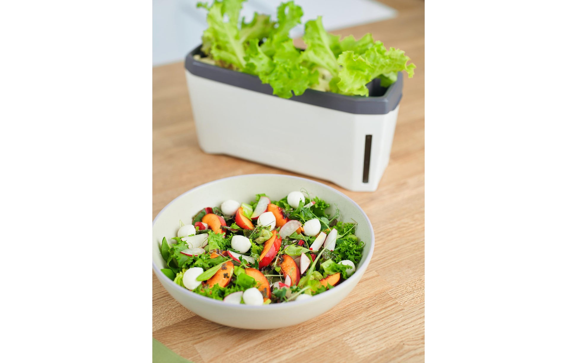 Gusta Garden HARRY HERBS Kräutertopf – 35,8 × 25 × 15 cm – Kunststoff, Weiss