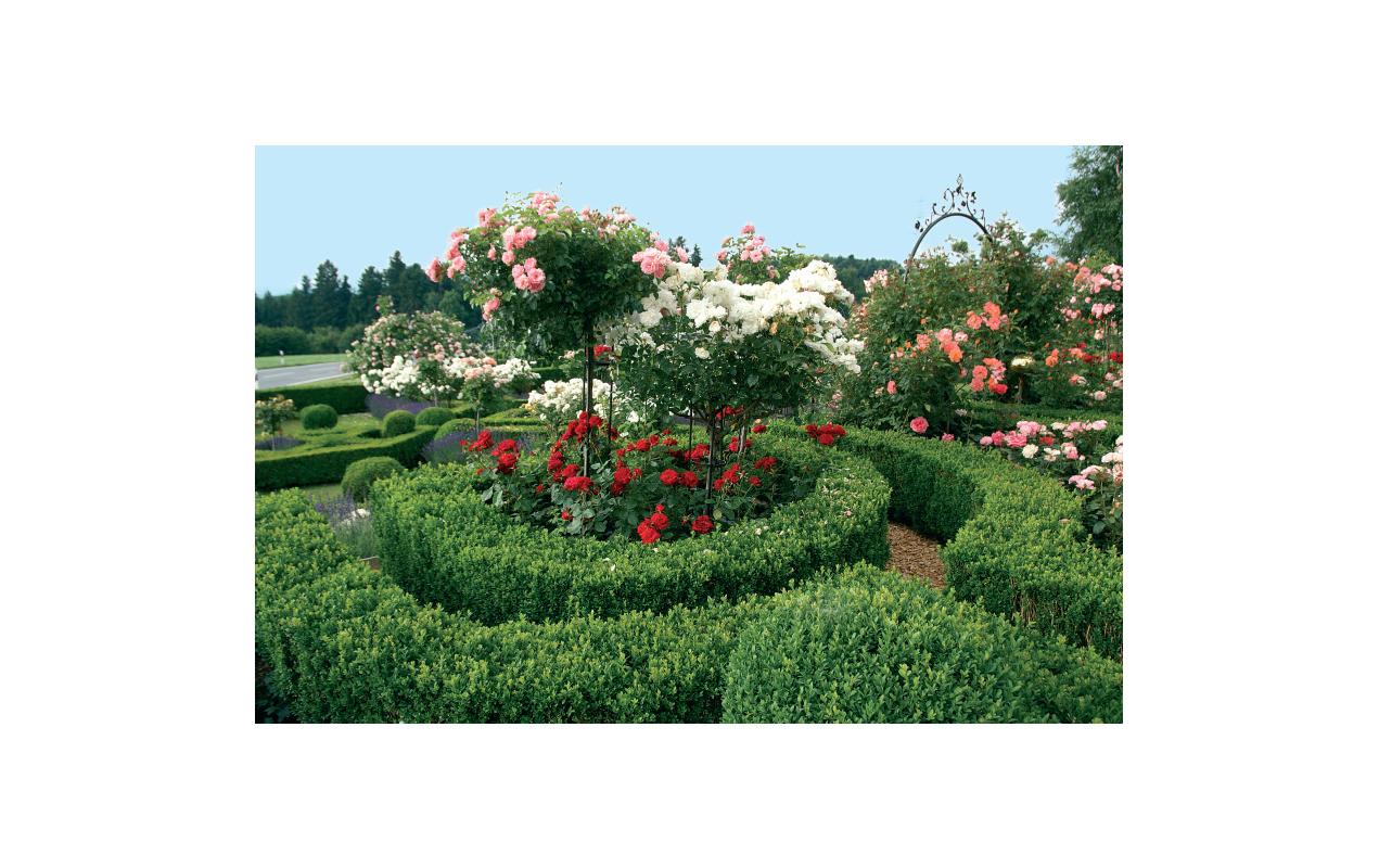 Neudorff Einzelnährstoffdünger, Azet, 2,5 kg, Granulat, Bio – für Buxus – 1 Stück