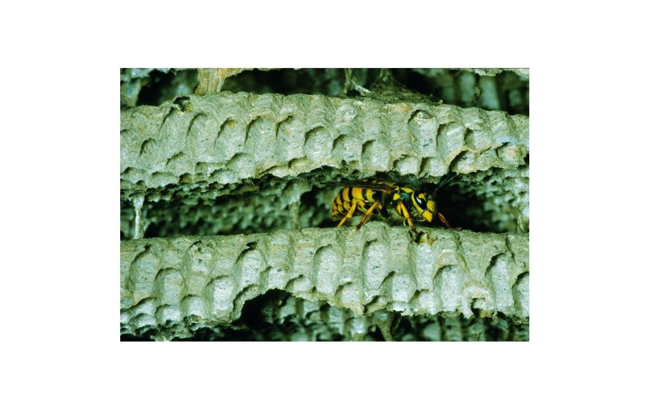 Neudorff Permanent Wespen- und Ungeziefer-Schaum – 300 ml – transparent – für Wespen und Insekten