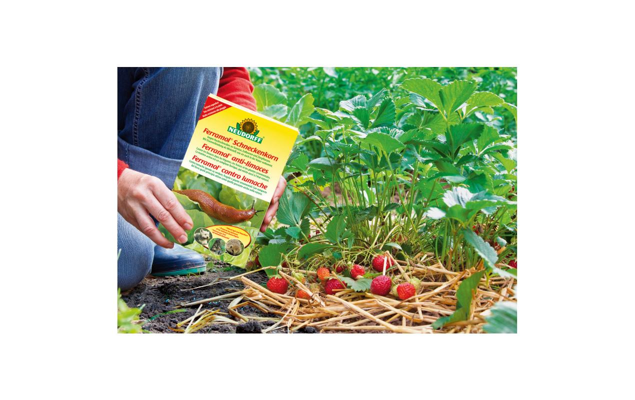 Neudorff Ferramol Schneckenkorn – 800 g – Granulat – für Schnecken