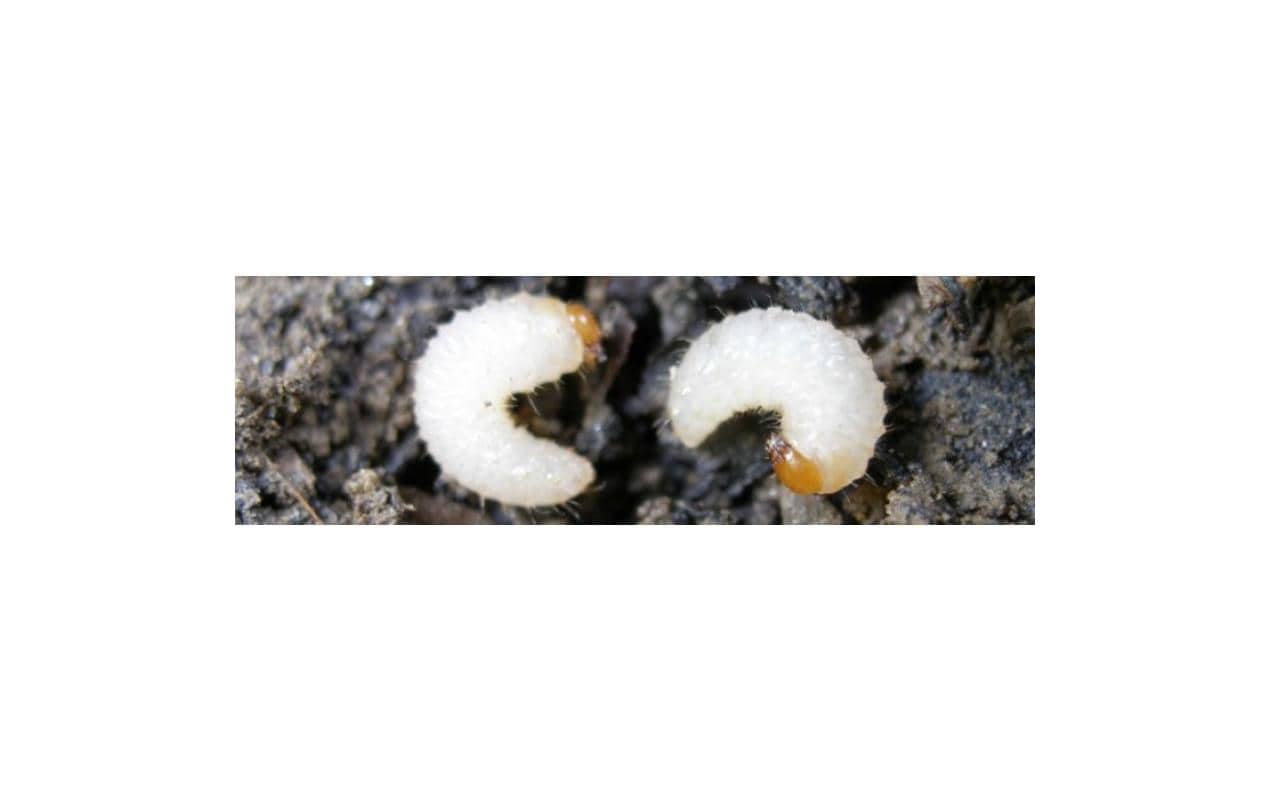 Neudorff Nematoden – Granulat – Bio – für Dickmaulrüssler