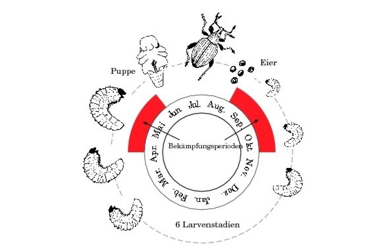 Neudorff Nematoden – Granulat – Bio – für Dickmaulrüssler