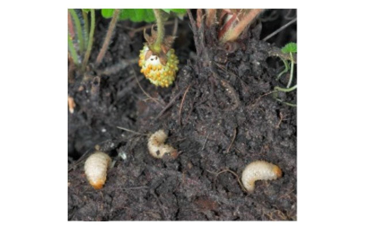 Neudorff Nematoden – Granulat – Bio – für Dickmaulrüssler