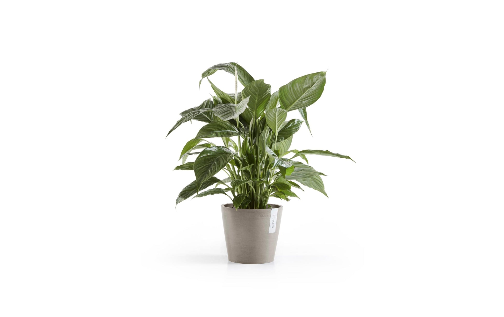 Ecopots Amsterdam Pflanzentopf – Ø 20 × 17,5 cm – Kunststoff, Taupe