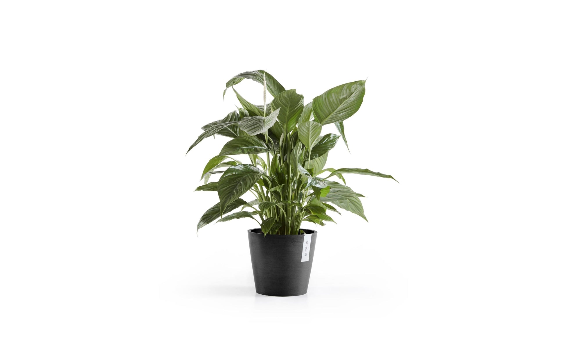 Ecopots Amsterdam Pflanztopf – Ø 20 × 17,5 cm – Recycling-Kunststoff, Dunkelgrau
