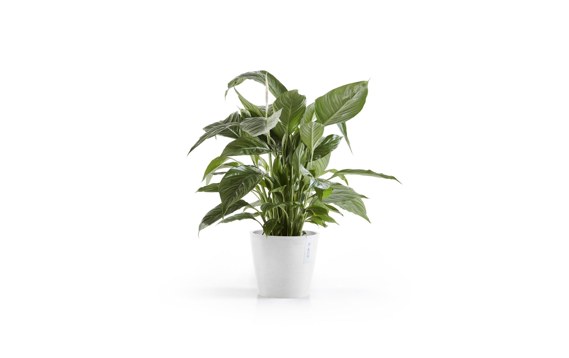 Ecopots Pflanzentopf – Ø 20 × 17,5 cm – Recycling-Kunststoff, Weiss