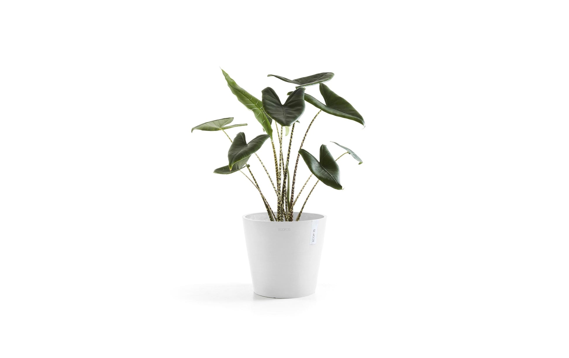 Ecopots Pflanzentopf – Ø 30 × 26,3 cm – Kunststoff, Weiss