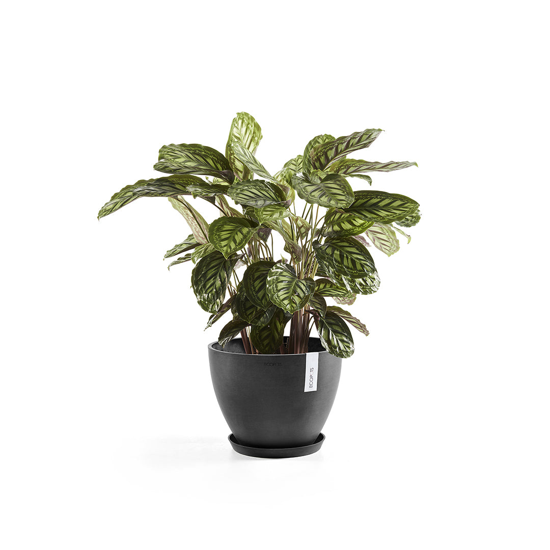 Ecopots Unterteller – Recycling-Kunststoff, Anthrazit – Ø 36,5 × 3,5 cm