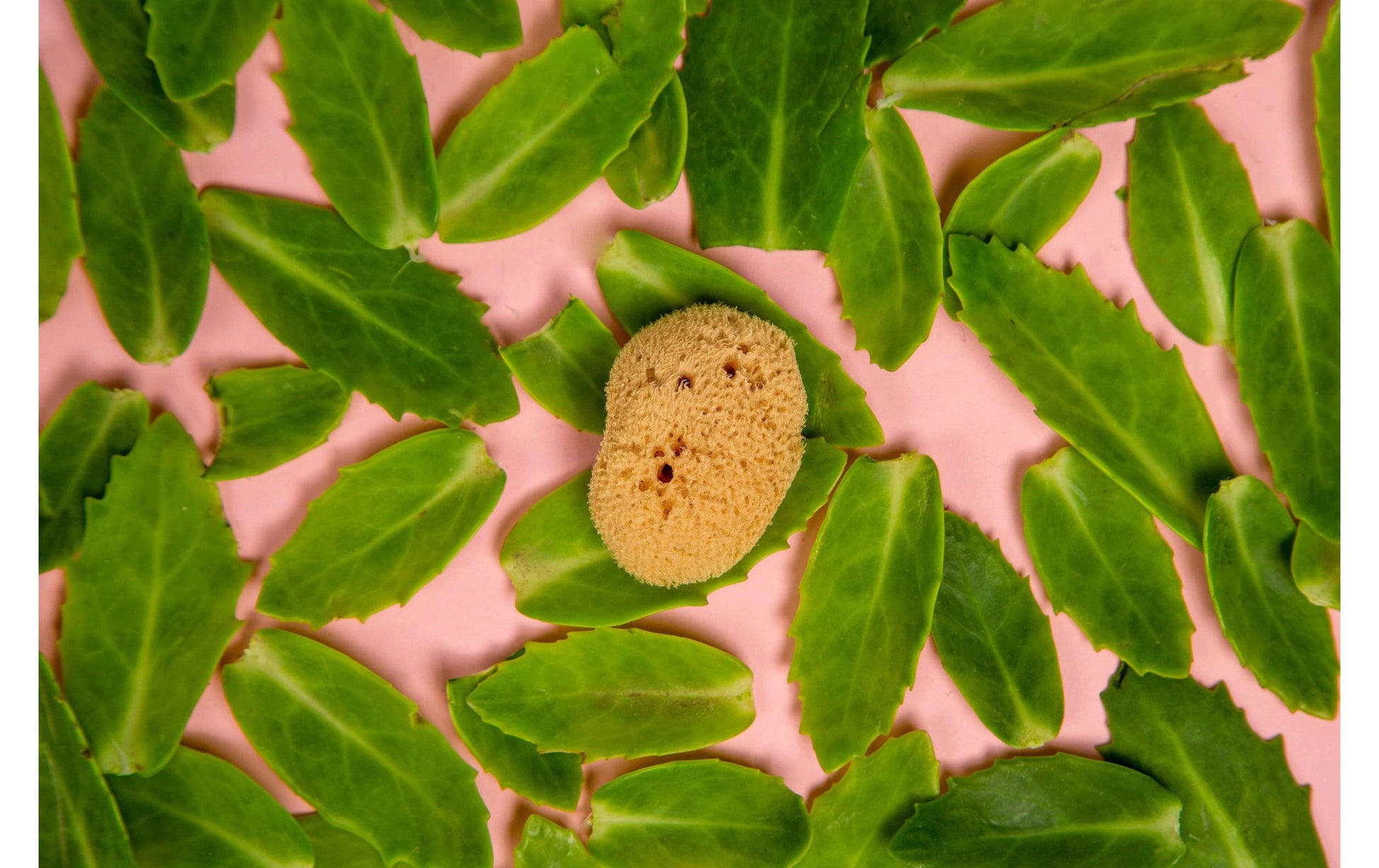 Hera organics Menstruationsschwamm – Grösse L, 3 Stück – Naturschwamm