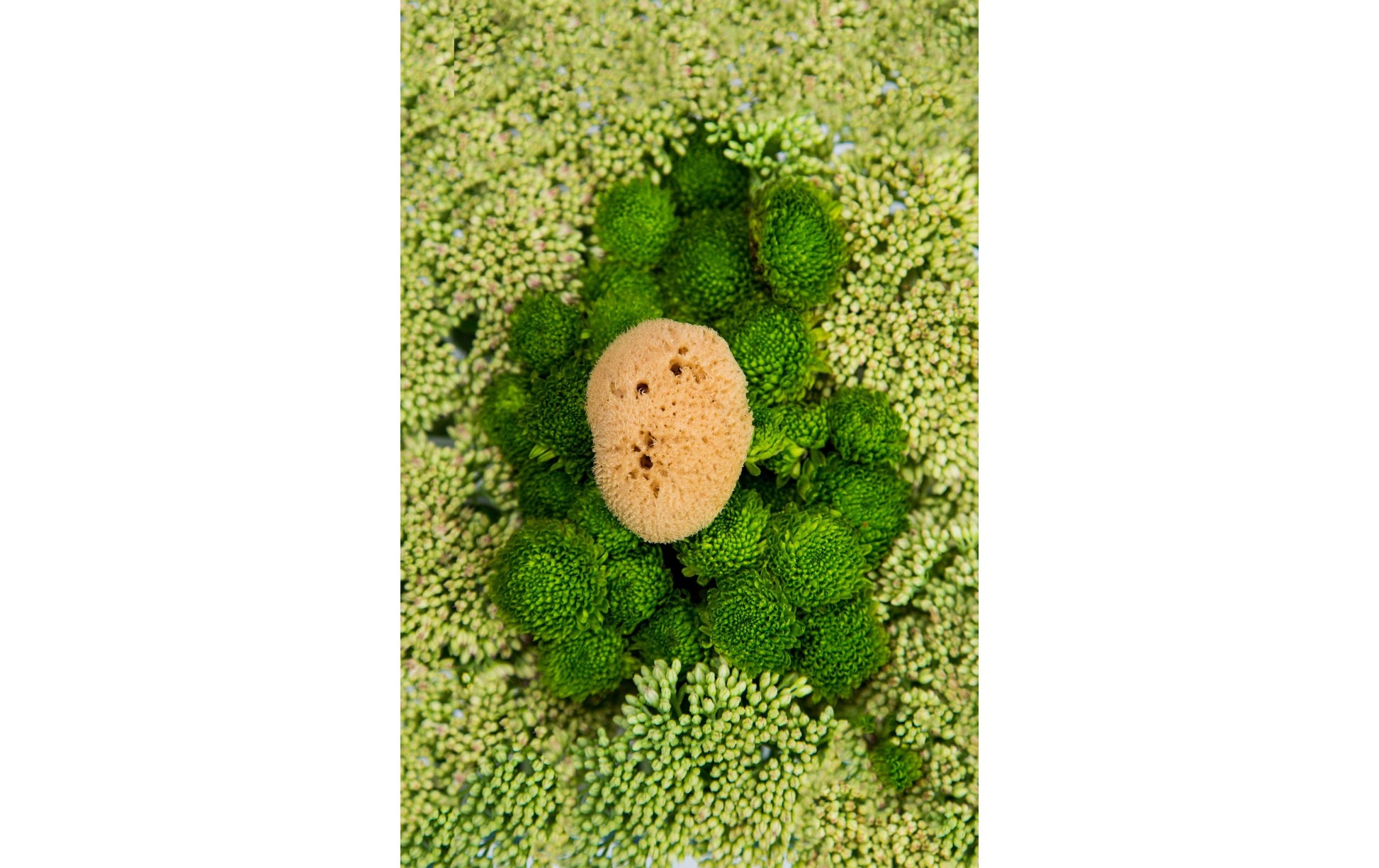Hera organics Menstruationsschwamm – Grösse M – 3 Stk – Naturschwamm