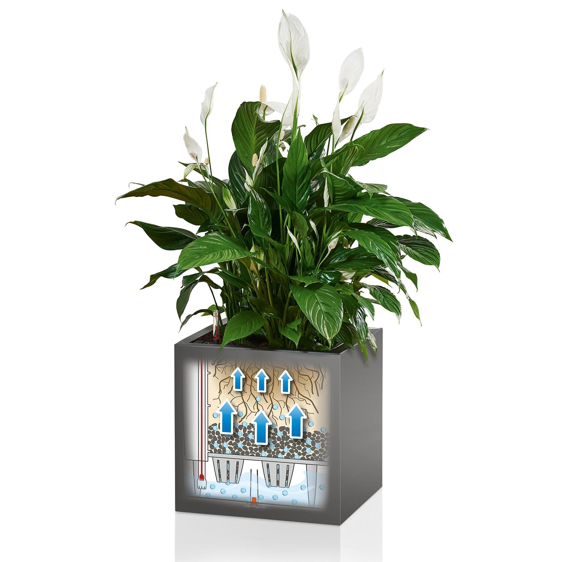 LECHUZA CANTO Premium Pflanzgefäss – 40 × 40 × 40 cm – Kunststoff, anthrazit