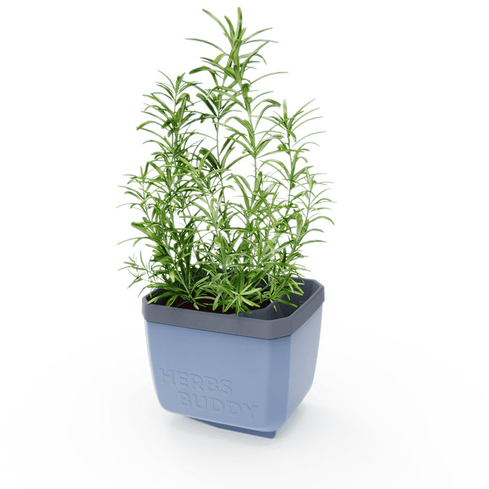 Gusta Garden HERBS BUDDY Übertopf – 3,5 l – Polypropylen, blau