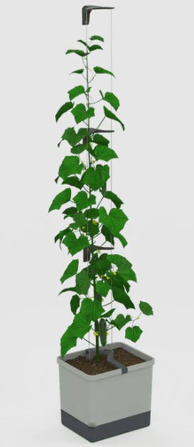 Gusta Garden Pflanzgefäss – 33,5 × 28,7 × 25,6 cm – Polypropylen, Grau