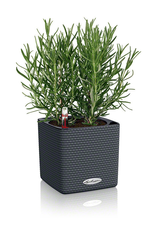 LECHUZA Cube Color Topfpflanzer – 14 × 14 × 13,5 cm – Kunststoff, grau