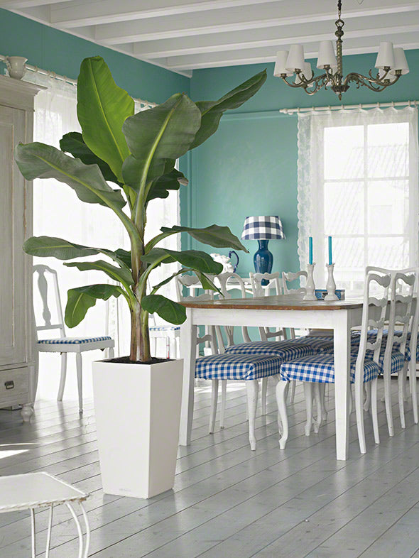 LECHUZA Cubico Color Topfpflanzer – 30 × 30 × 56 cm – Kunststoff, braun